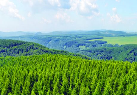 宁夏彭阳生态林业实现年产值1.29亿元