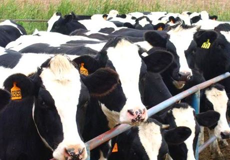 宁夏推进奶产业转型升级