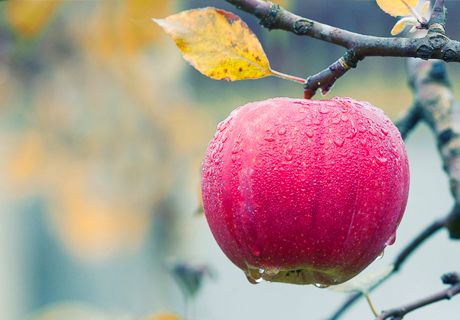 新疆阿克苏苹果冰糖心农家果园现摘脆甜水果地理农产品