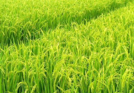 水稻倒伏草害纹枯病稻曲病应对措施