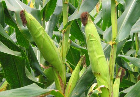 玉米常见病虫害防治方法？