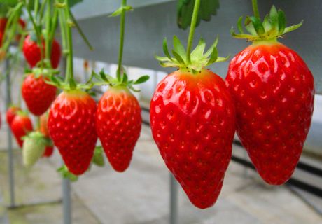 大棚草莓花期要防灰霉病及花期如何高产？
