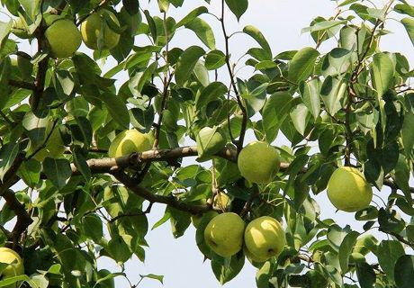 早熟梨怎样防治病虫害及采果后的施肥管理