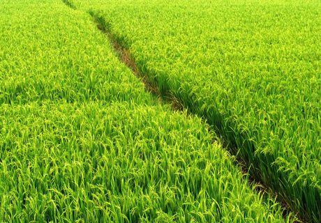 优质水稻高产大田栽培技术