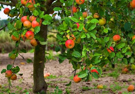 苹果树预防缺铁性黄化病方法推荐