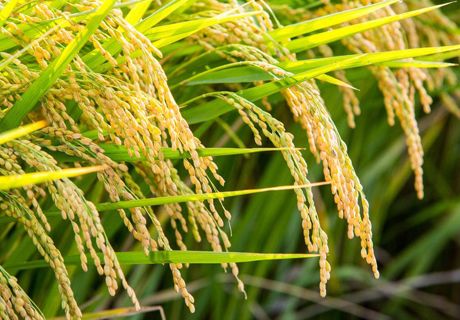 植物生长调节剂在水稻上的应用