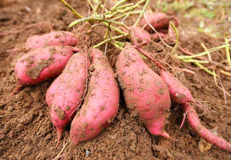红薯高产施肥技术