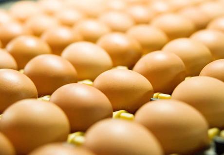 如何延长产蛋高峰期？