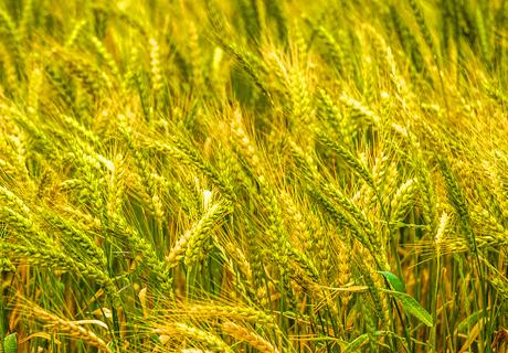 节水小麦高产栽培技术
