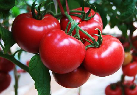 番茄西红柿早春根结线虫的为害症状及防治对策