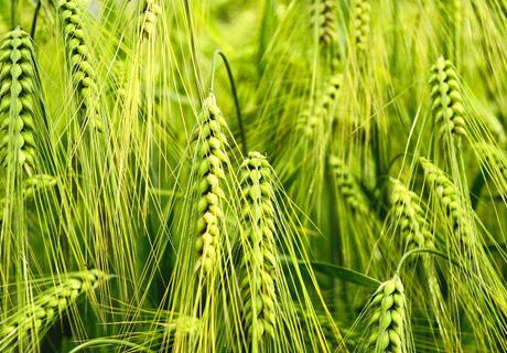 春季小麦管理”三方法”？