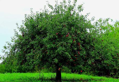 苹果树春季施肥管理？
