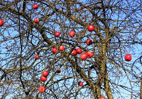 苹果树冬剪千万要保护好剪锯口？