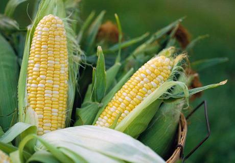 秋季玉米成熟期的管理要点？