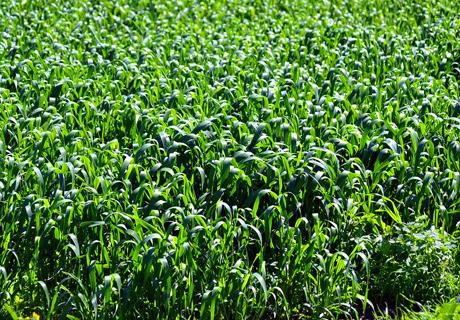 关于春玉米合理施肥四要点？