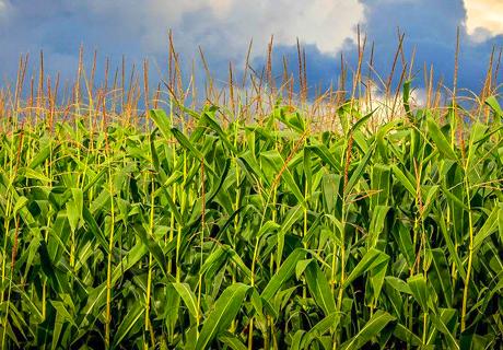 夏玉米灌浆期的五点建议？