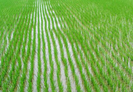 水稻抛秧秧田的施肥技术？