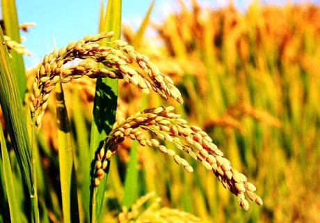 水稻集中育秧落实好几项关键技术？