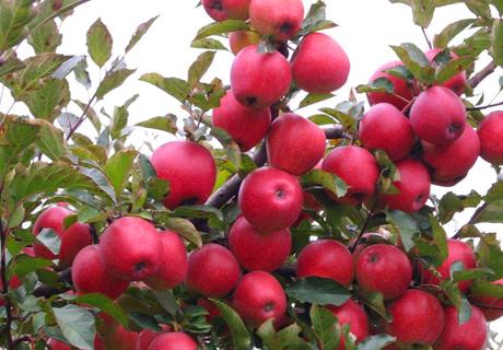 红富士苹果着色注意六点及苹果着色不良的原因与对策