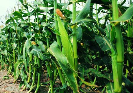 春玉米地膜覆盖栽培技术？