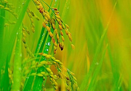 水稻烂秧病的综合防治？
