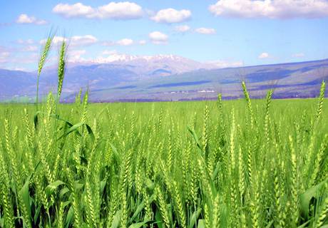 小麦施用化肥原则？