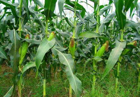 玉米早春育苗保温是关键？