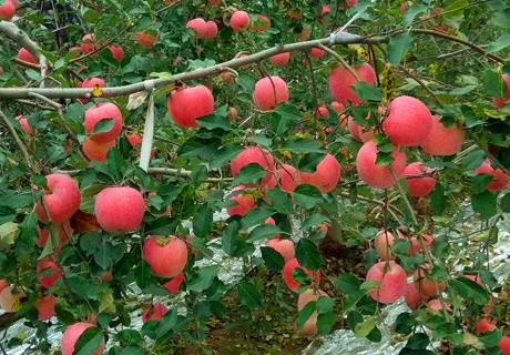 苹果树的适宜栽植时期及树根腐病防治法