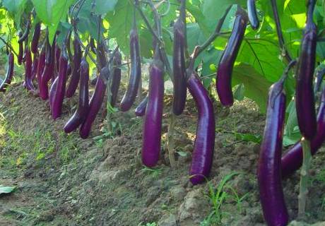 茄子紫花现象原因解析和防治？