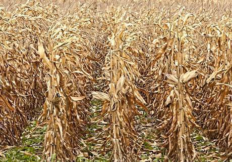 玉米秸秆还田需掌握的五个环节?