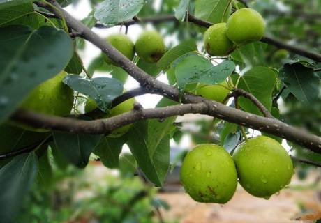 梨树冬季修剪的具体措施有哪些？