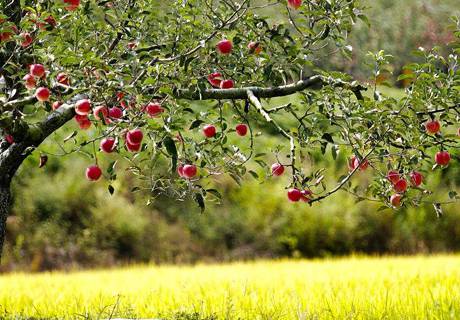 苹果树秋季施肥及配方施肥技术