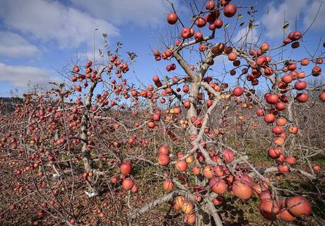 苹果树黄叶病的症状、发病规律及防治方法