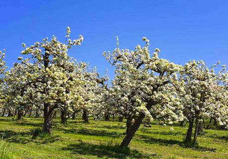 梨树施用微量元素肥方法？