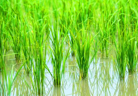 水稻湿润育秧技术?