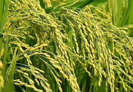 水稻低温冷害防御措施？