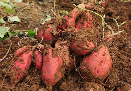 红薯高产施肥技术要点