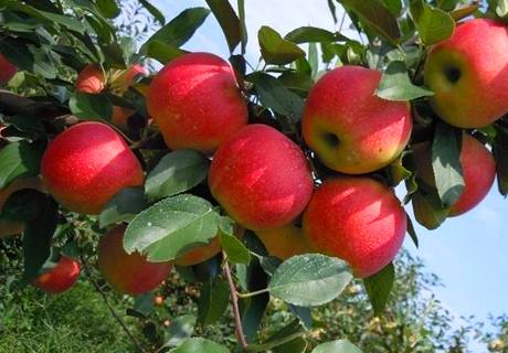 苹果树施肥技术要点?