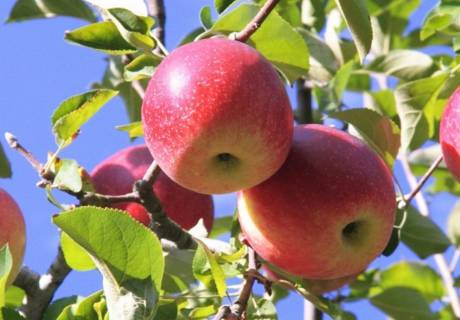 苹果树为什么需要补钙？