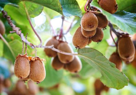 夏季修剪猕猴桃树很重要？