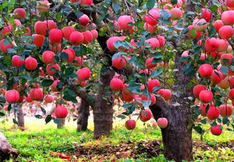 苹果树小叶病防治对策