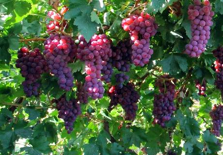 葡萄无架栽培技术及大棚葡萄栽培管理技术