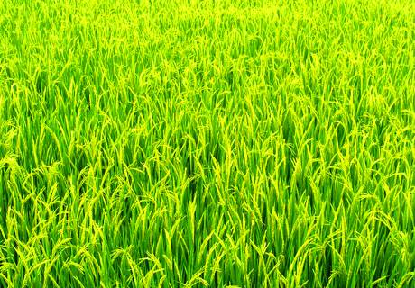 水稻苗期常见病害的防治？