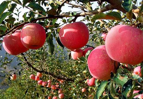 苹果“双矮”栽培的技术要点