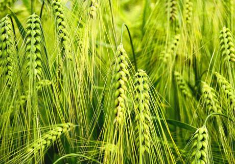 小麦缺肥症状及矫正技术？
