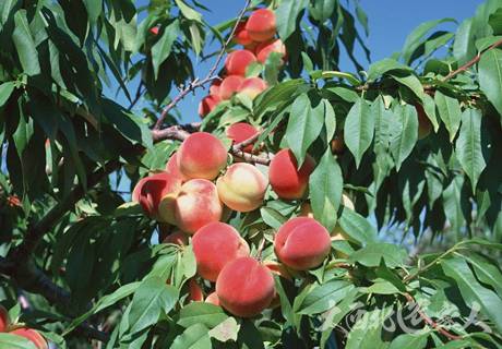 桃树早期丰产施肥技术