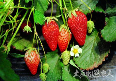 草莓保护地栽培生理病害