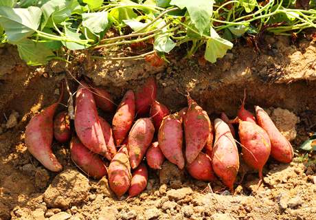 红薯生长后期施肥技术