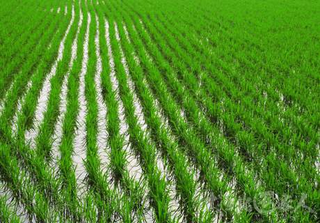 水稻免耕栽培技术注意要点？