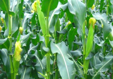 玉米套种主要技术措施